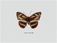 藏品(寬帶蛺蝶)的圖片